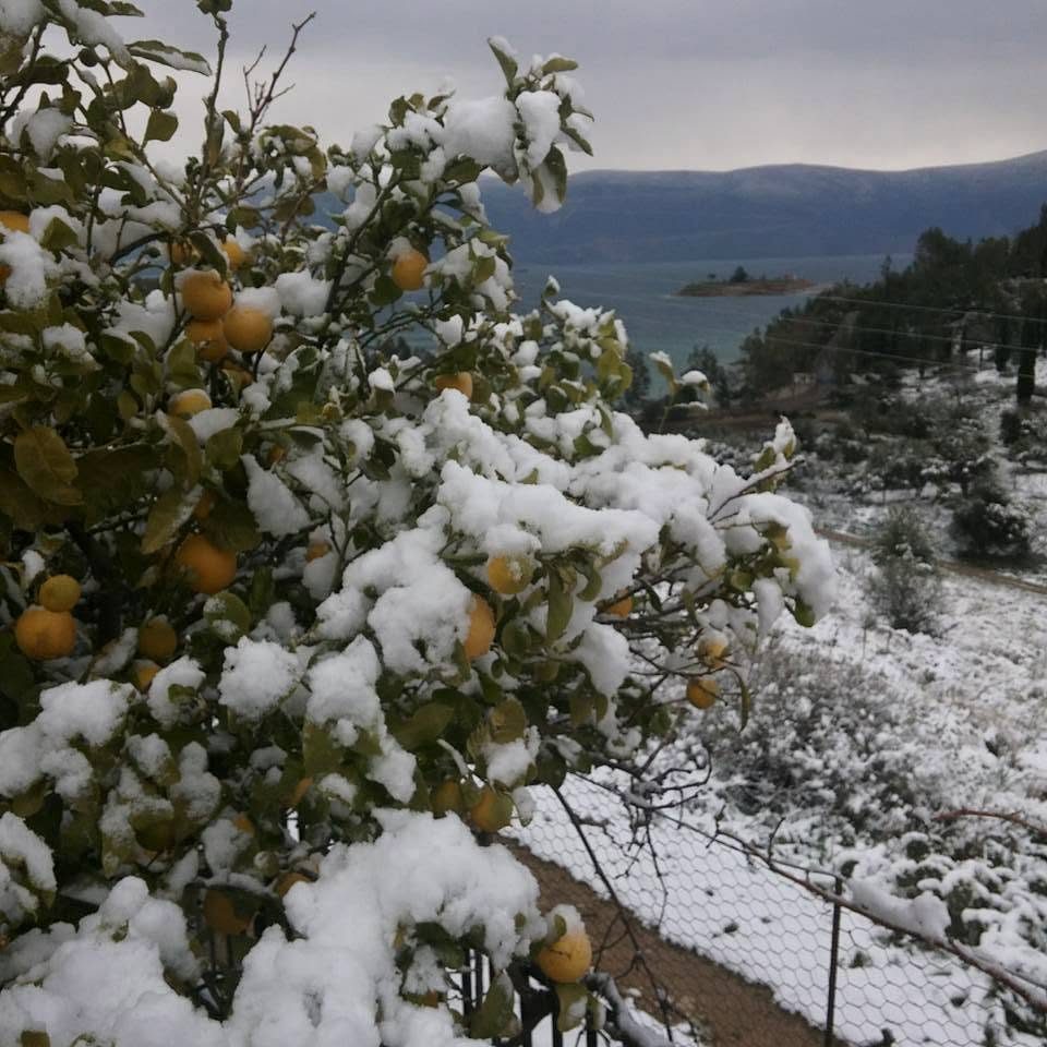 Χιονισμένη λεμονιά με θέα στον κόλπο